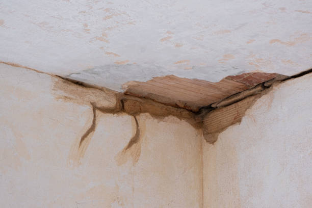 Best Water damage cleanup near me  in Chrisman, IL